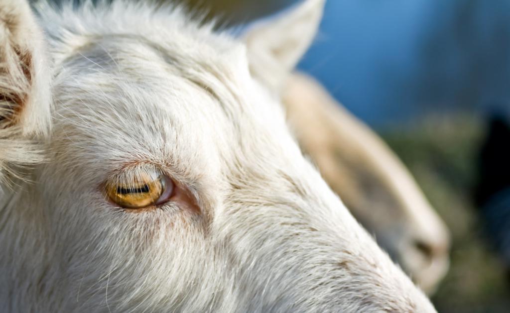 a pupila do olho de cabra