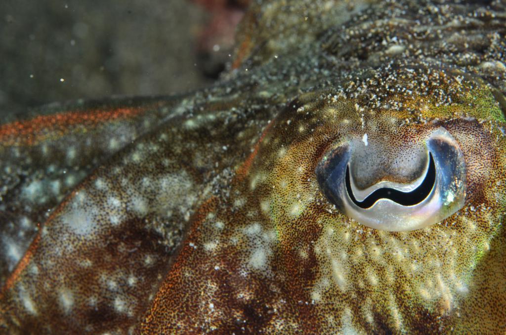 the pupil of the cuttlefish