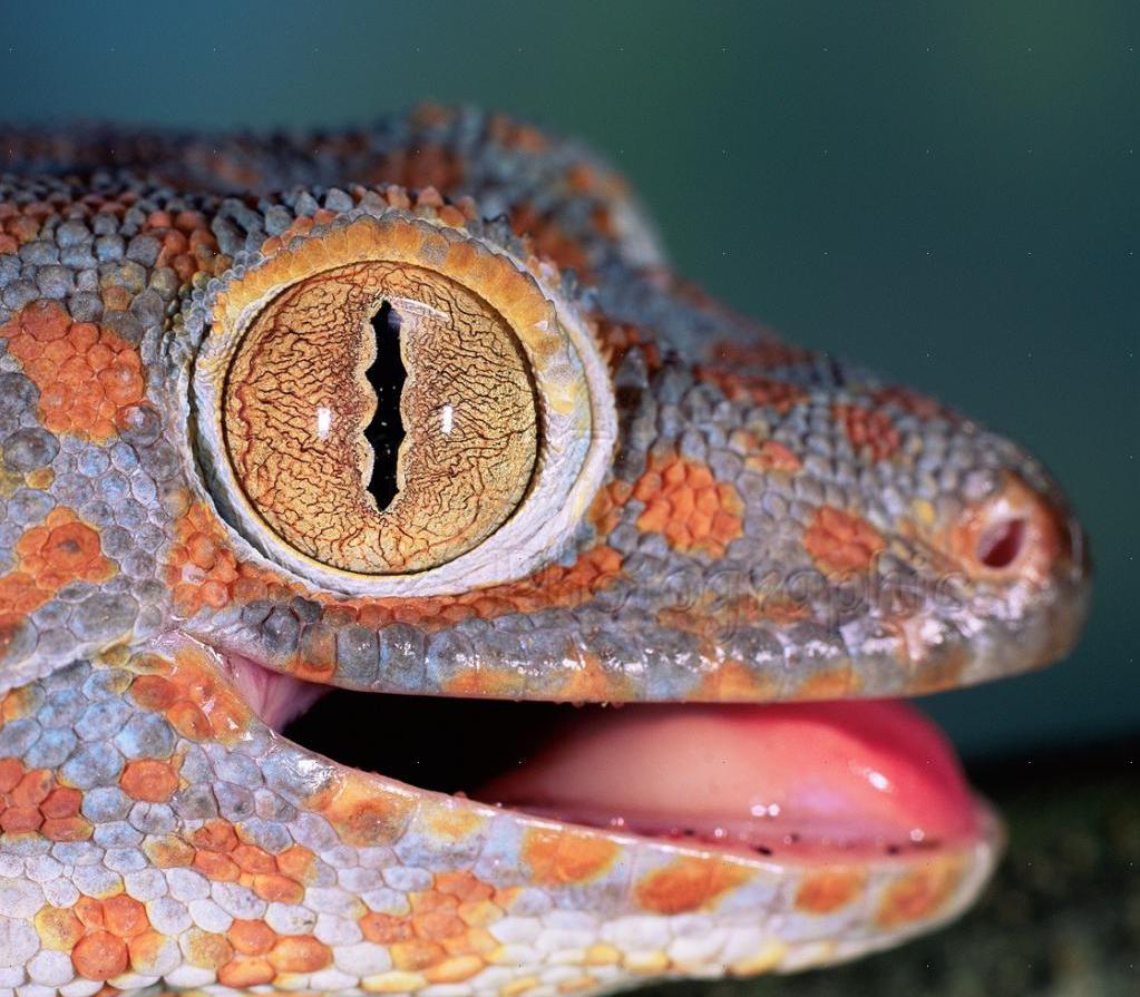the pupil of the Gecko