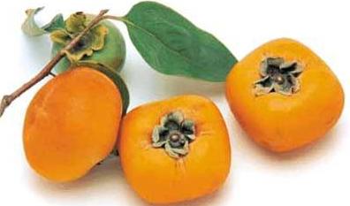 how useful is the persimmon for women