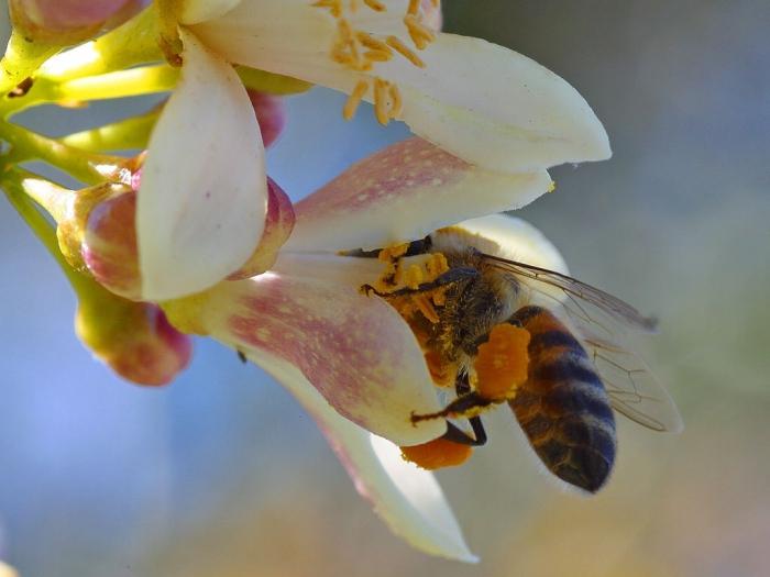 मधुमक्खी पराग के लाभ और हानि पहुँचाता