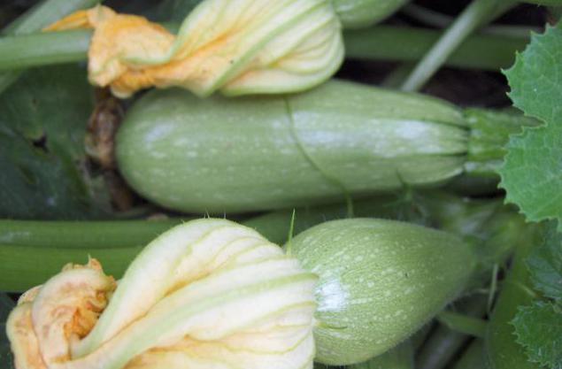 zucchini growing Iskander