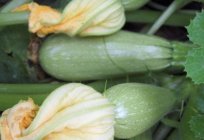 Zucchini Iskander: Merkmale der Sorte, Bewertungen