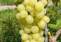 Winogrona Monarcha - jeden z najbardziej smacznych nowoczesnych hybryd