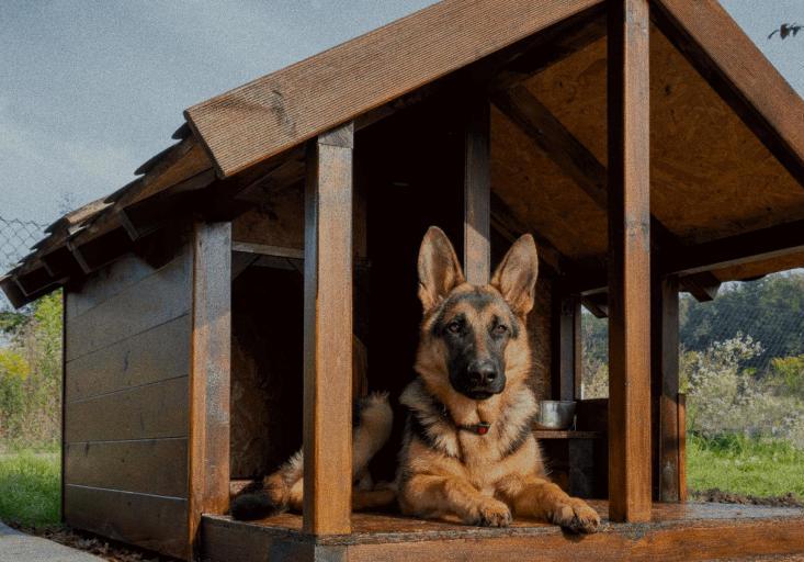 dimensões canina cabine