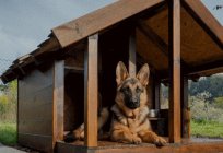 Nasıl köpek kulübesi kendi elleriyle: çizimler, malzeme seçimi, öğretim ve üretim