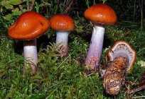 Paulinic beautiful - deadly poisonous mushroom. Description and photo