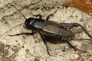 the Fight with the mole cricket in the garden
