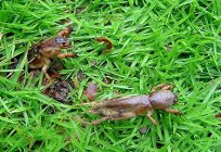 The fight with the mole cricket in the garden: the basic methods