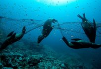 什么是漂流网，流网捕鱼