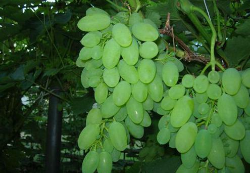 виноград Тимур