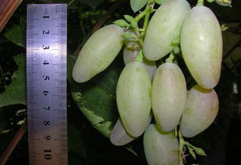 la variedad de uva de timur