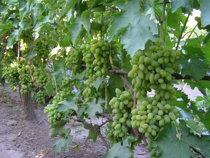 виноград тимур опис