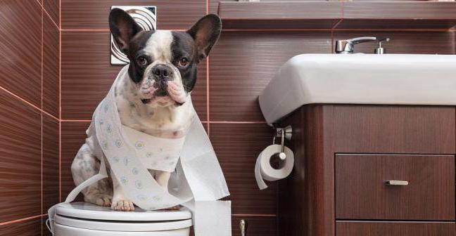 diarrhea in dogs causes and treatment