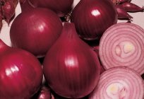 Steckzwiebeln: Fotos, die besten Sorten, Beschreibung