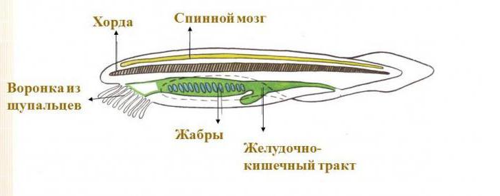 脊索脊椎动物生物学和医学