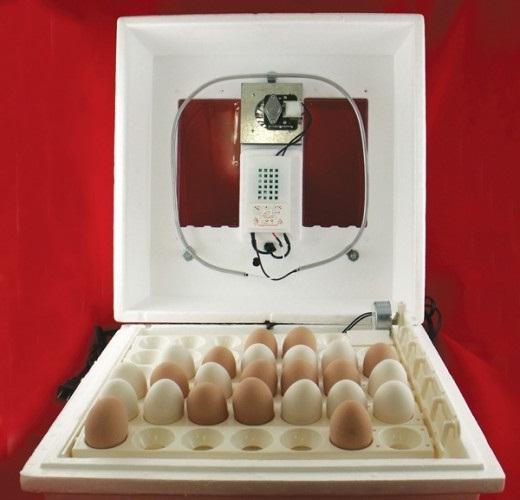 incubation of chicken eggs at home