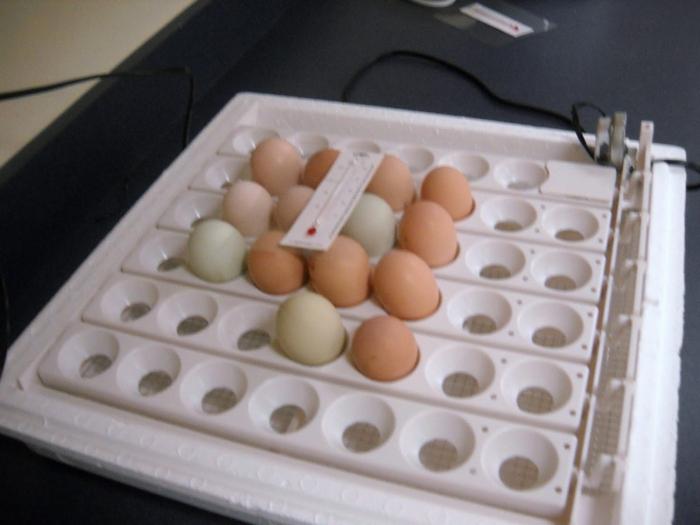la temperatura de la incubación de huevos de gallina