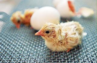 the temperature regime of incubation of chicken eggs