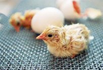 培养的鸡鸡蛋家庭中的细微差别和特点的进程
