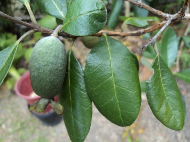 ananas guava yararlı özellikleri ve kontrendikasyonları yorumlar