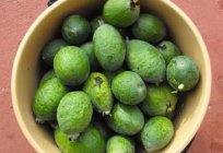 كيف مفيدة feijoa في الأمراض ؟ الفاكهة feijoa: خصائص مفيدة ، موانع ، صور وصفات. المربى من feijoa: خصائص مفيدة