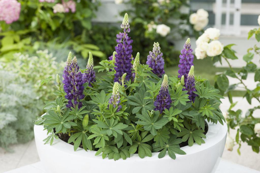 Lupins in the composition