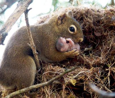 which indicates that arboreal squirrels