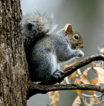 arboreal squirrels