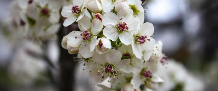 flowering pear