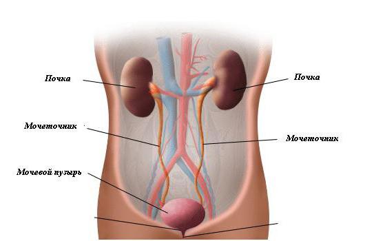 膀胱输尿管流中的儿童