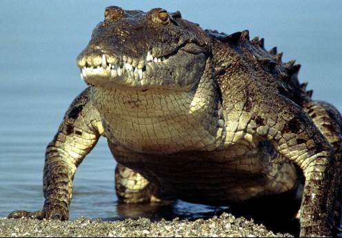 die größten Krokodile