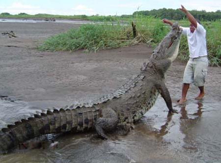 krokodyle zdjęcia