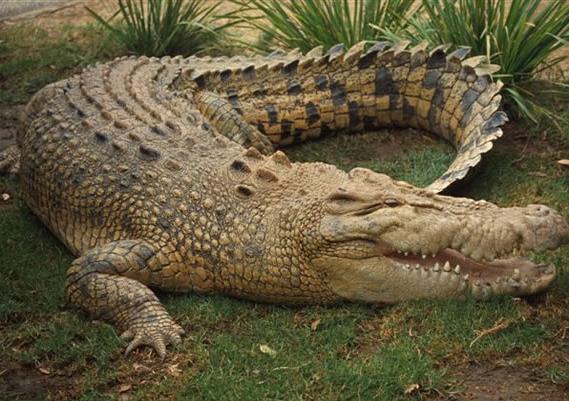 Arten der Krokodile