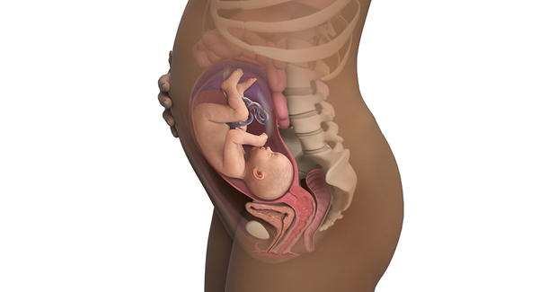 31 Wochen der Schwangerschaft