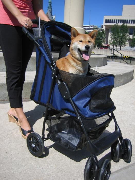wózek spacerowy dla psów