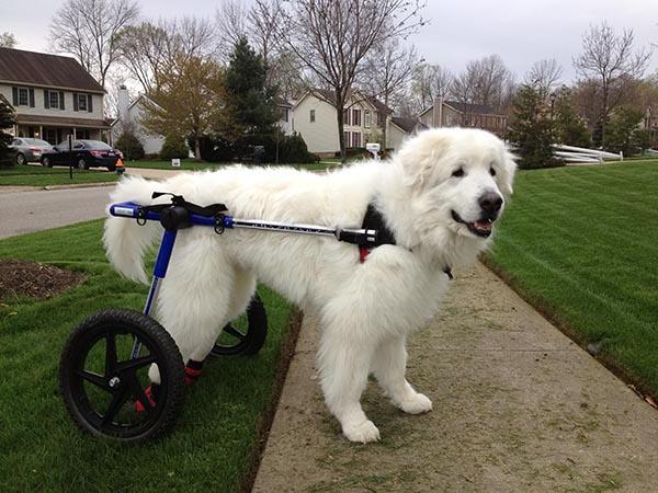 Інвалідні коляски для собак