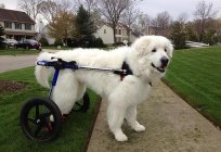 Cadeira de rodas para cães - de luxo ou ainda a necessidade?