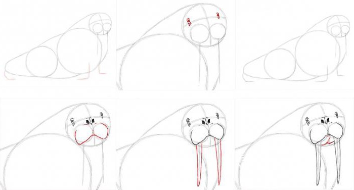 cómo dibujar una morsa con un lápiz por etapas