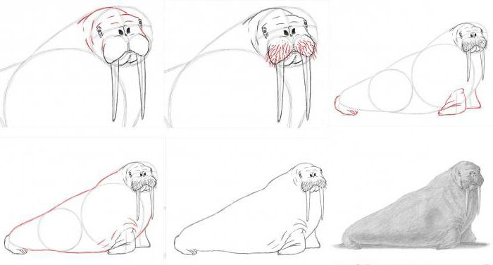  how to draw a walrus with a pencil in stages for beginners