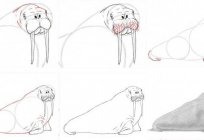 How to draw a walrus: master class and interesting facts