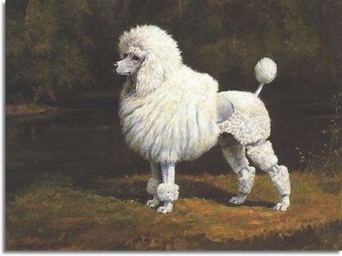the story Kuprina white poodle