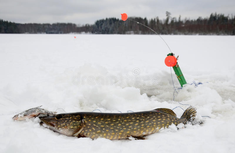 Catching pike on the imitation fish