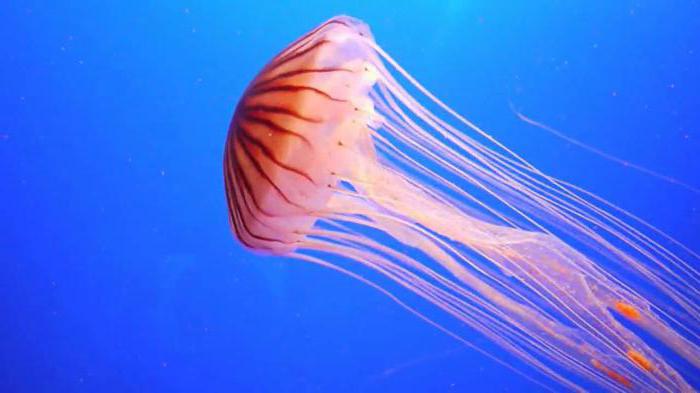 Соннік - медуза