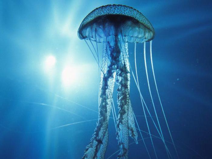 la interpretación de los sueños: la medusa en el agua