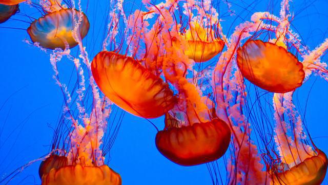 la interpretación de los sueños: las medusas en el agua potable