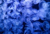 Interpretación de los sueños: la medusa que puede significar?