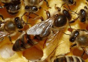 виведення бджолиних маток