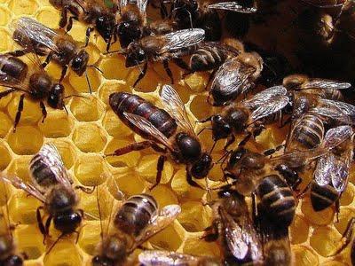 o desenvolvimento de uma abelha rainha