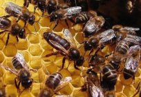 ملكة النحل: دور في الأسرة